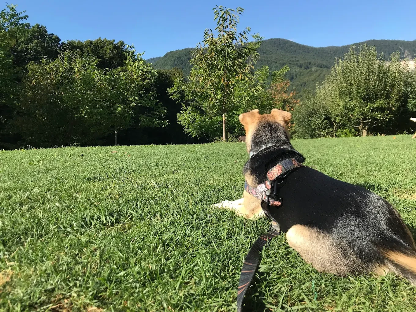 Glamping "Zgornja Dobrava" mit Holzhäusern und Bergblick bei Radovljica 3