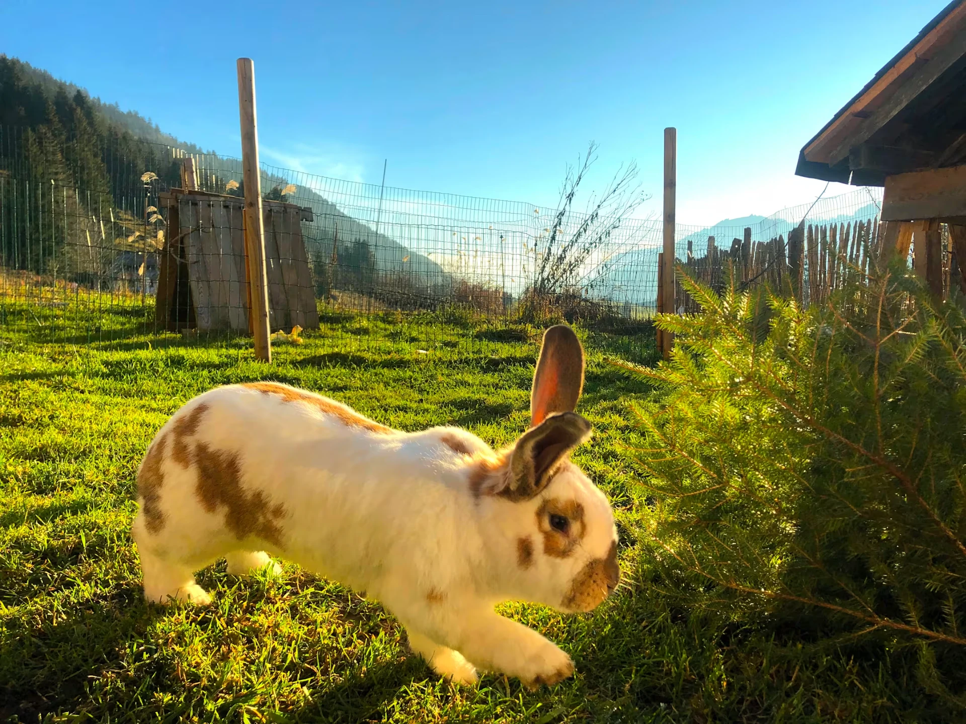 Ferienwohnung "Alte Schmiede" auf dem Biobauernhof im Allgäu 5